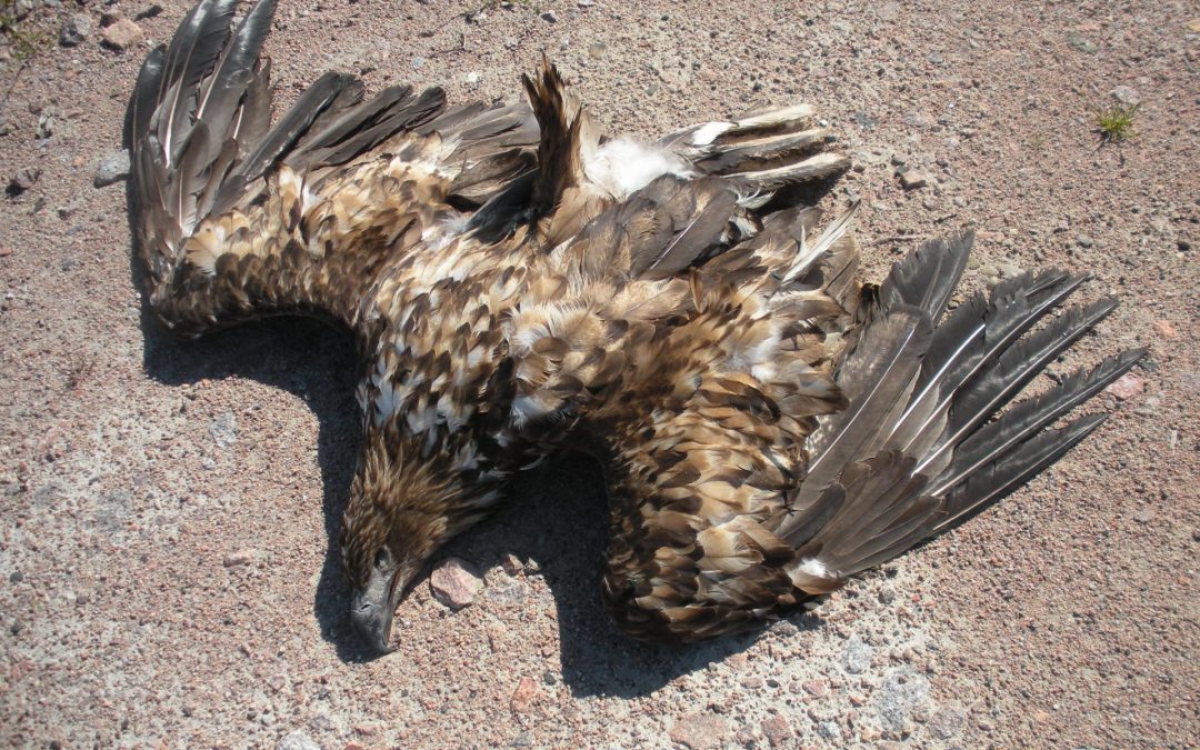 Ermordete Vögel